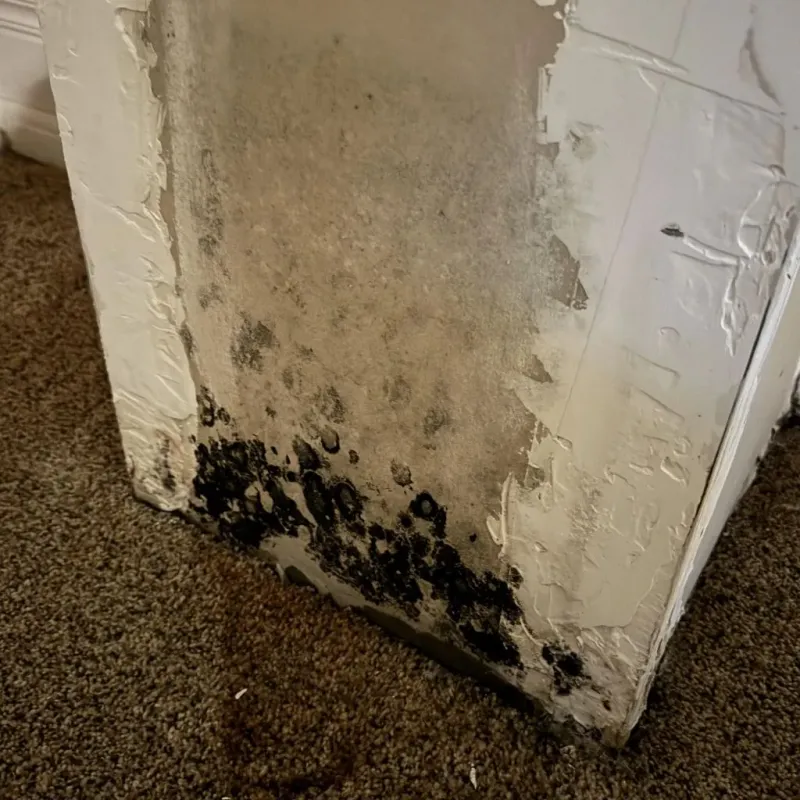 Professional Mold Removal in Parowan, UT